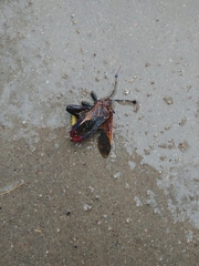 Pachylis neocalifornicus
