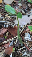 Rhizophora mangle