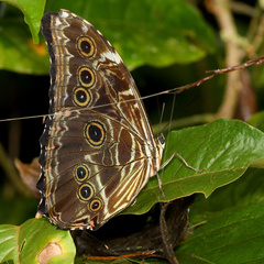Morpho deidamia