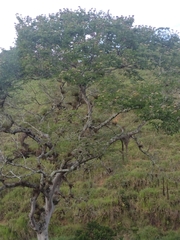 Hymenaea courbaril