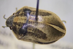 Homaemus