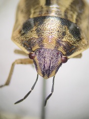 Homaemus