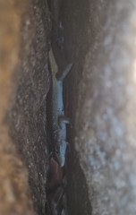 Trachylepis margaritifera