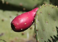 Opuntia laevis
