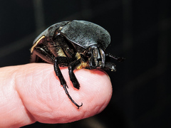 Cotinis mutabilis atrata