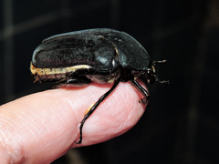 Cotinis mutabilis atrata