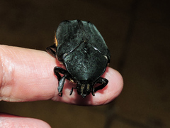 Cotinis mutabilis atrata