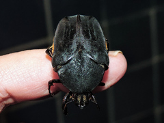 Cotinis mutabilis atrata