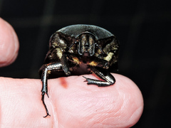 Cotinis mutabilis atrata