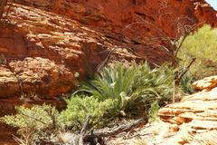 Macrozamia macdonnellii