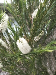 Melaleuca armillaris