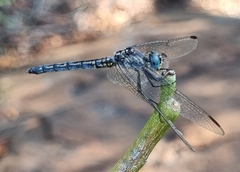 Trithemis stictica