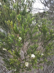 Melaleuca armillaris