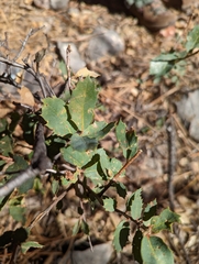 Quercus turbinella