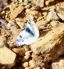 Pierinae