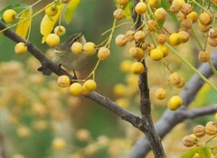 Phylloscopus collybita