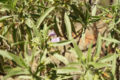 Eremophila freelingii