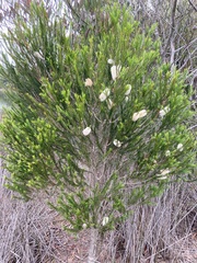 Melaleuca armillaris