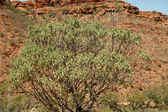 Eremophila freelingii