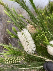 Melaleuca armillaris
