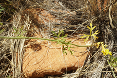 Apiales