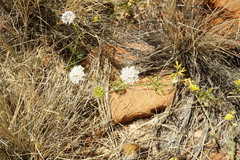 Apiales