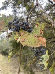 Vitis berlandieri