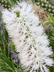 Melaleuca armillaris