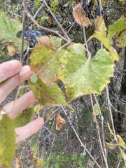 Vitis berlandieri