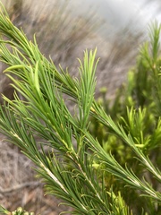 Melaleuca armillaris