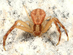 Mecaphesa carletonica