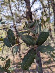 Quercus arizonica