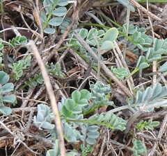 Astragalus incanus