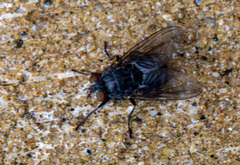 Calliphora
