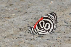 Diaethria clymena