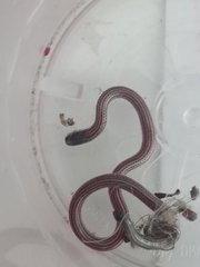 Epictia
