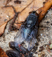 Calliphora