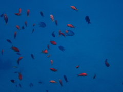 Pseudanthias squamipinnis