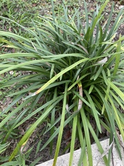 Ophiopogoneae