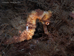 Hippocampus reidi