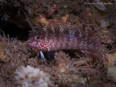 Malacoctenus macropus