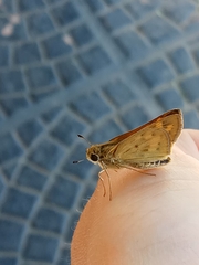 Hesperiinae