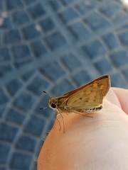 Hesperiinae