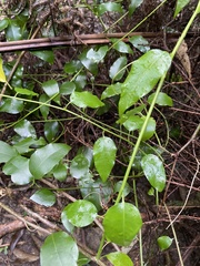 Passiflora tetrandra
