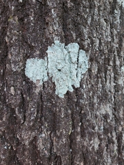 Ostropomycetidae