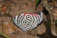 Diaethria eluina