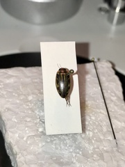 Coptotomus longulus