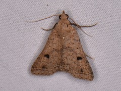 Bleptina caradrinalis