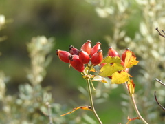 Rosa canina