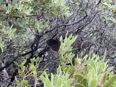 Gyrocheilus patrobas